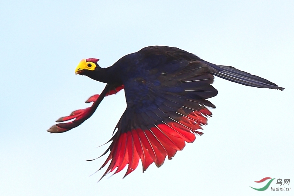 难得一遇的短冠紫蕉鹃极其难拍到飞版