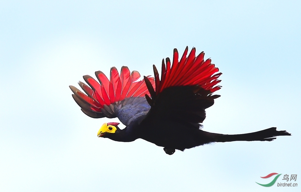 难得一遇的短冠紫蕉鹃极其难拍到飞版