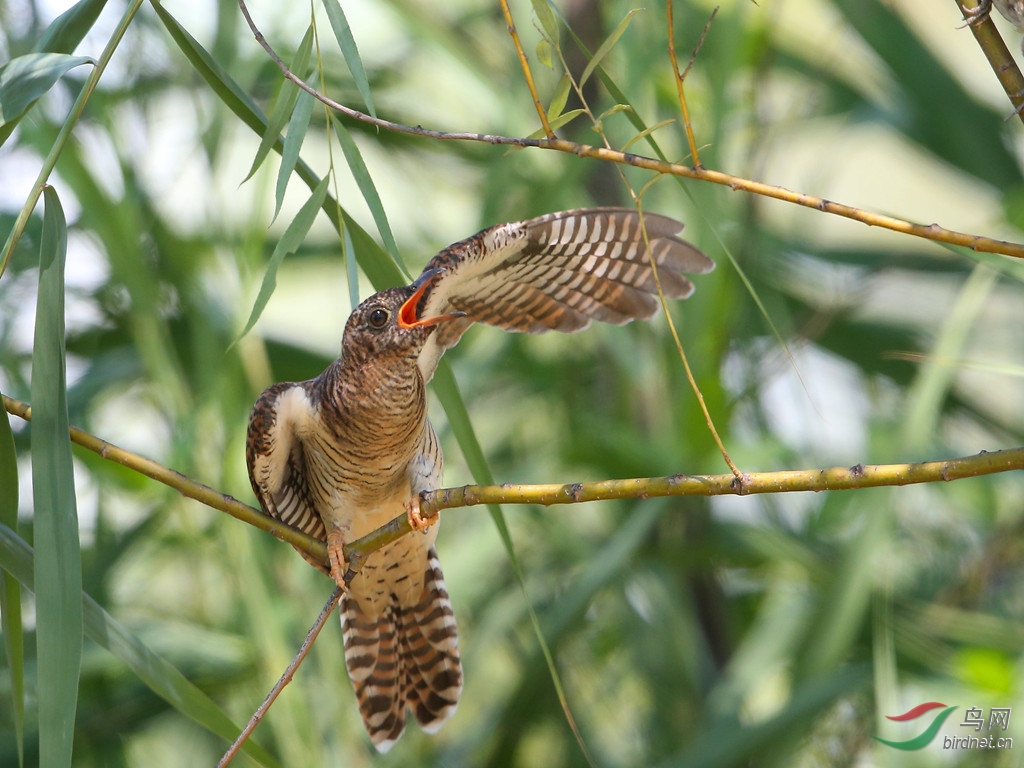 大杜鹃(学名:cuculuscanorus,英文名:common cuckoo)是鹃