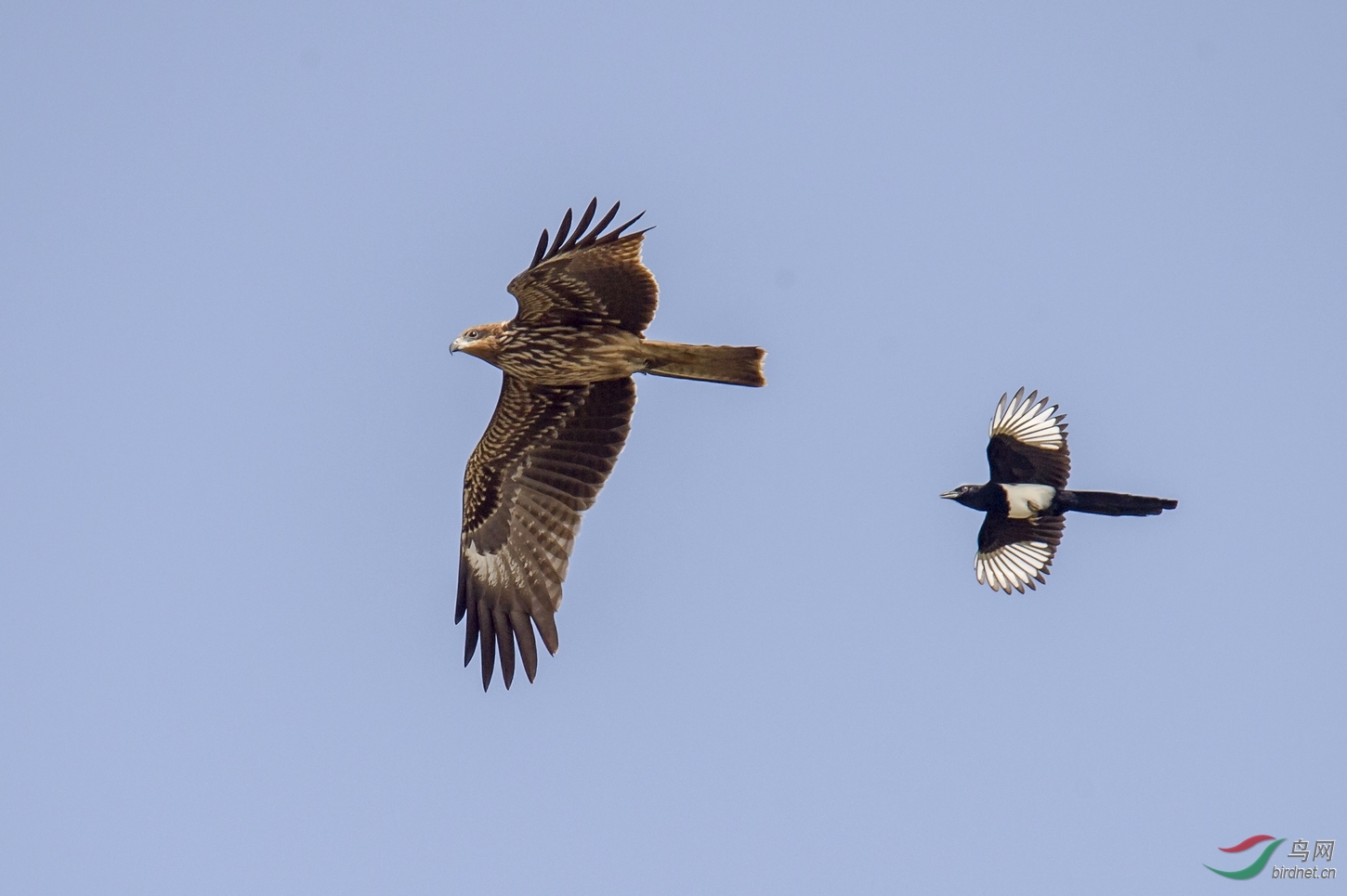 【喜鹊战老鹰】——我的领空我作主