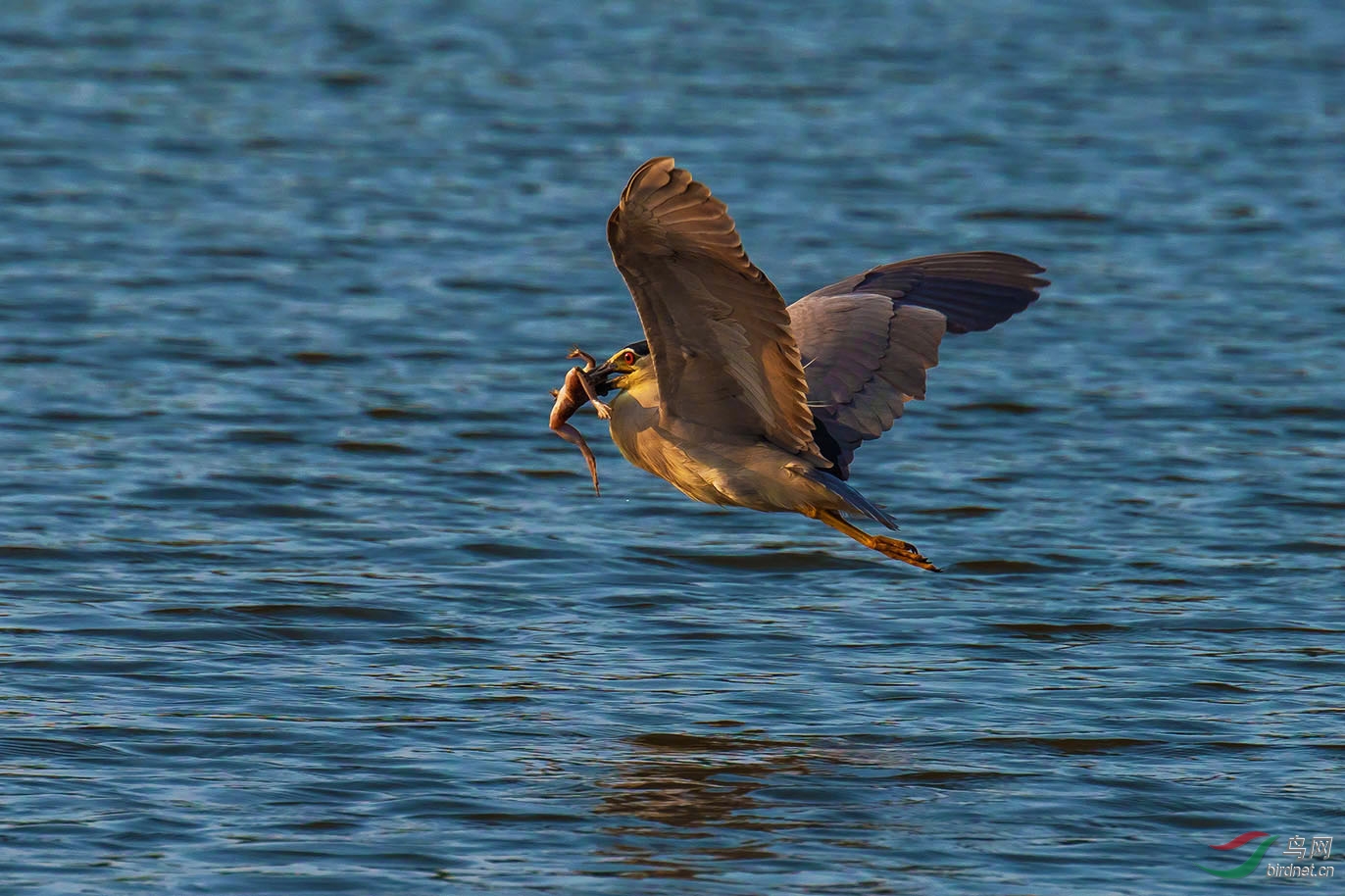 夜鹭捕青蛙 - 上海版 shanghai 鸟网