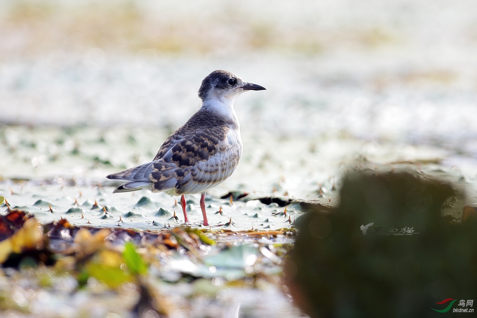 灰翅浮鸥须浮鸥学拍水鸟