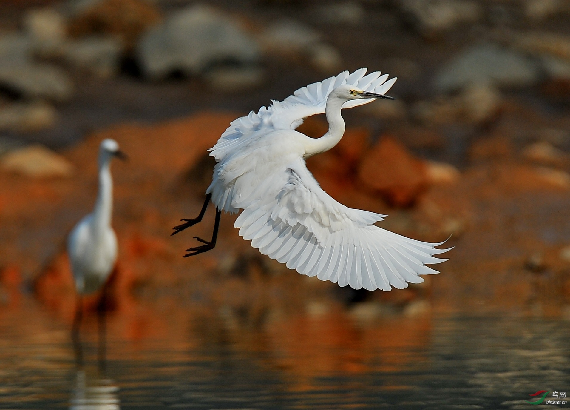 我欲乘风归去——白鹭图