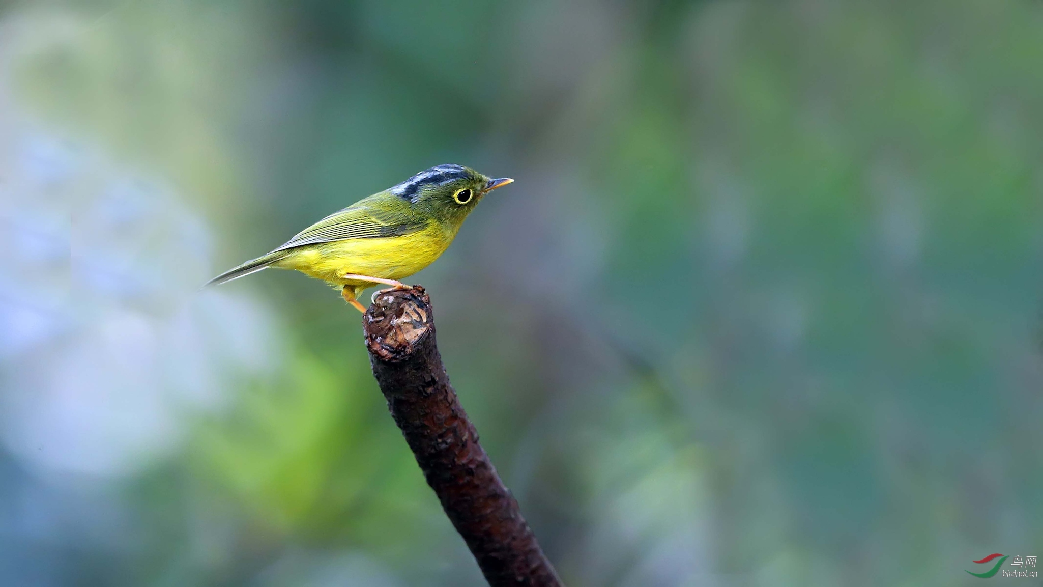 小小鸟金眶鹟莺