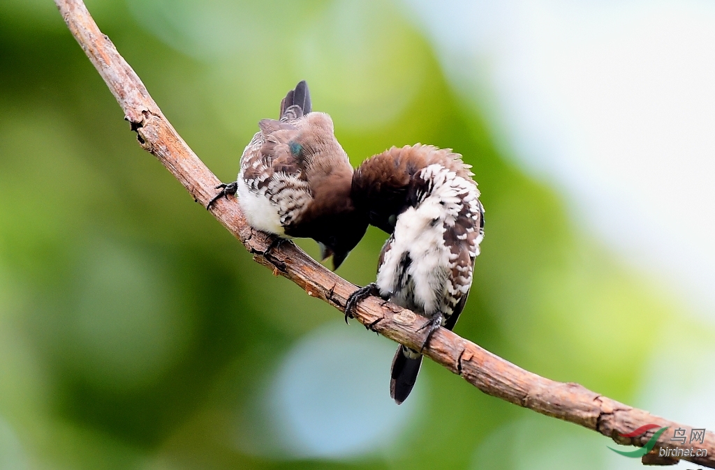 非常小的铜色文鸟交配极其难遇到如此近距离的拍摄