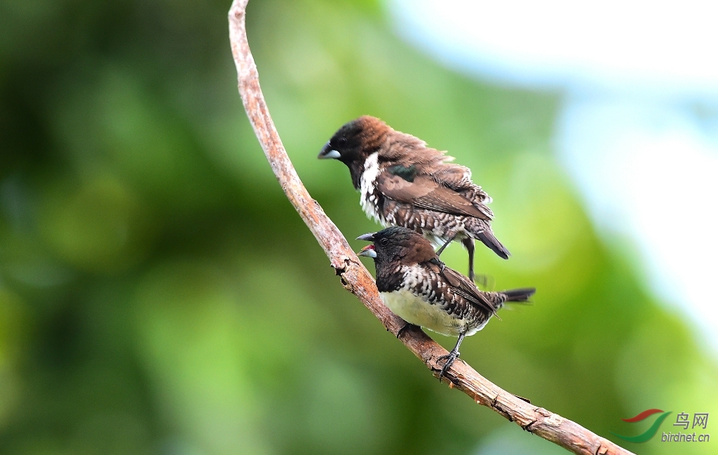 非常小的铜色文鸟交配极其难遇到如此近距离的拍摄