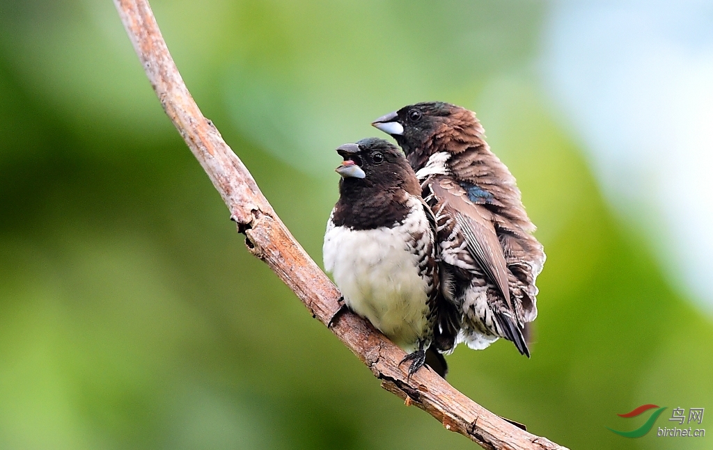 非常小的铜色文鸟交配极其难遇到如此近距离的拍摄