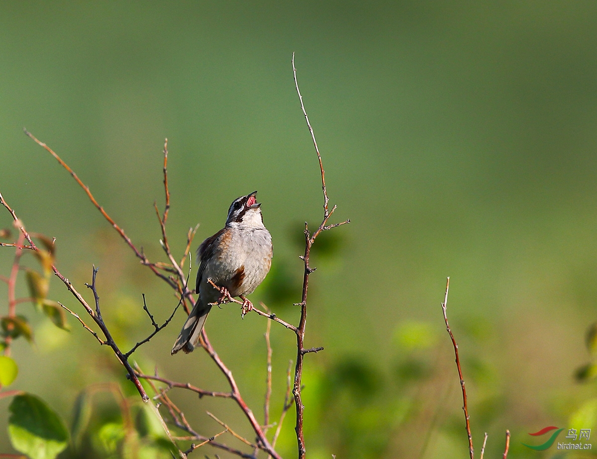 视频:清晨静听鸟儿鸣