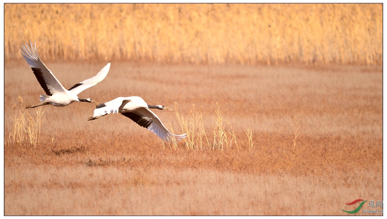 视觉日记鹤之飞舞