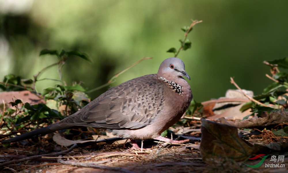 珠頸斑鳩