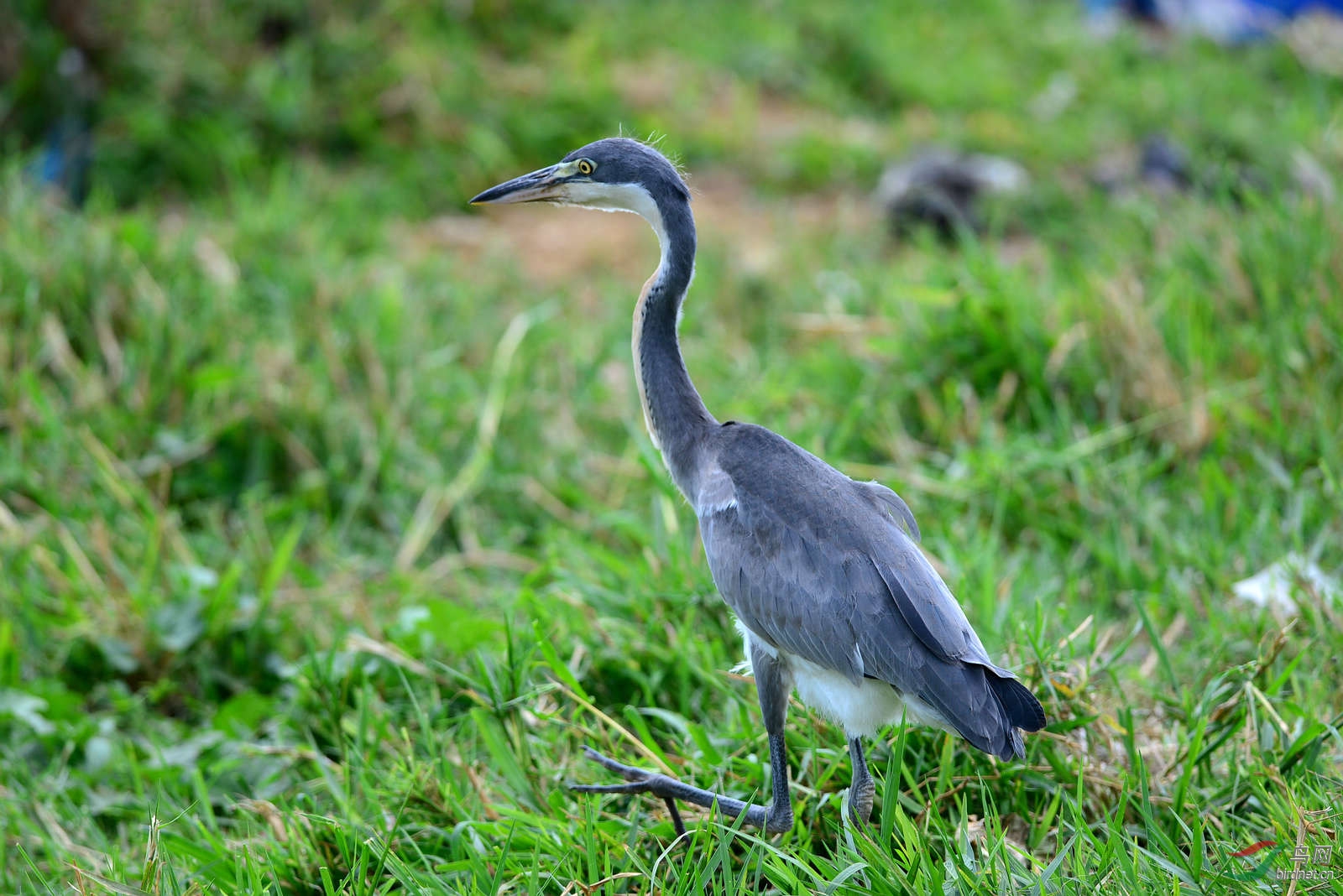 坦桑尼亚掠影--坦桑尼亚的鸟类