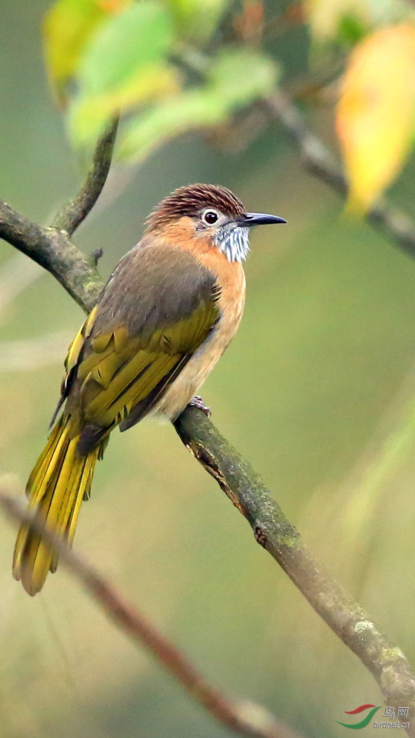 鸟20151025重庆金佛山北坡