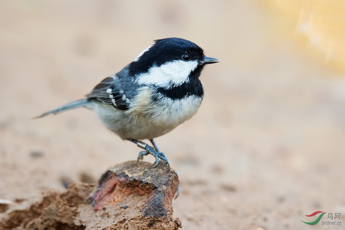 带环志的煤山雀