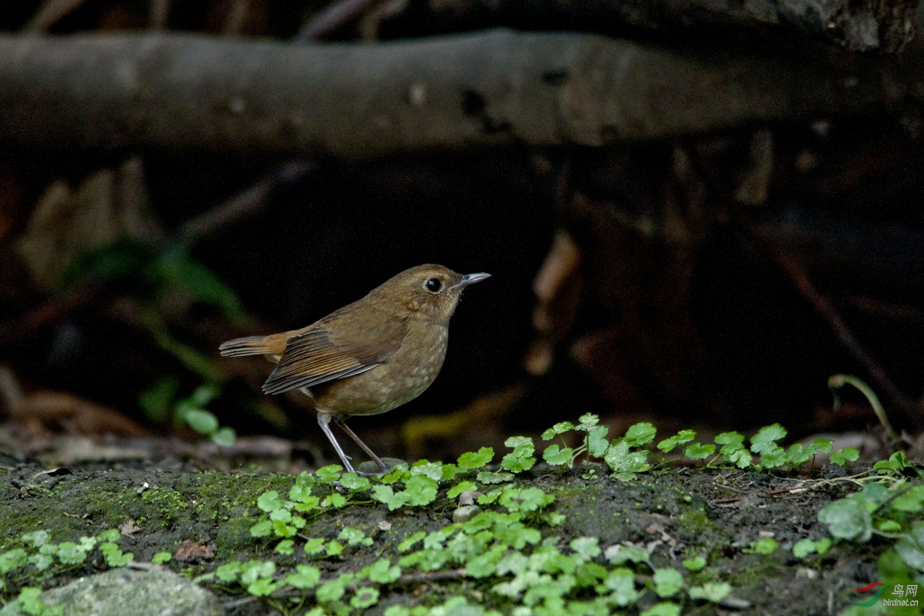 蓝短翅鸲(雌鸟)与白喉短翅鸫(雌鸟)
