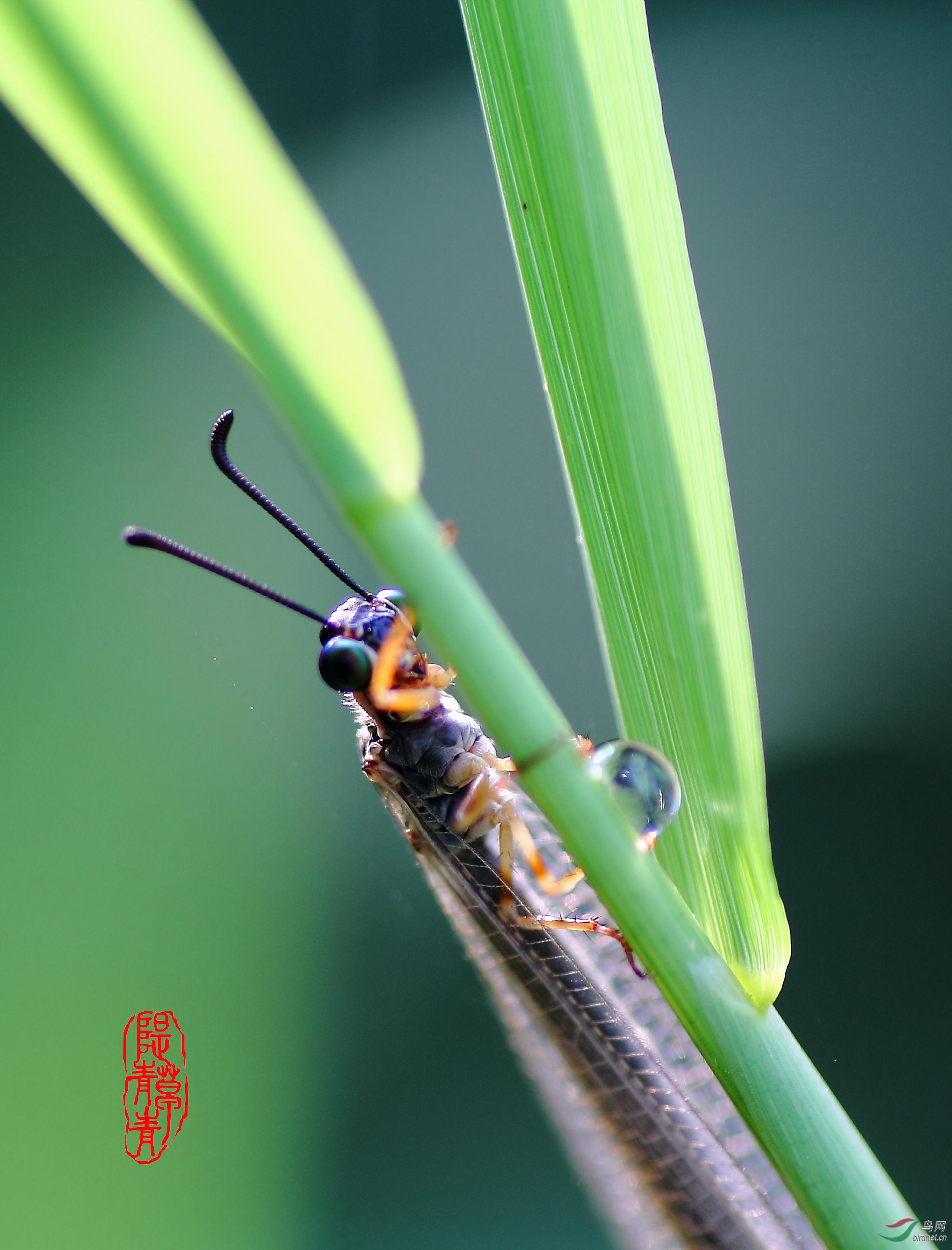 草蛉口器图片