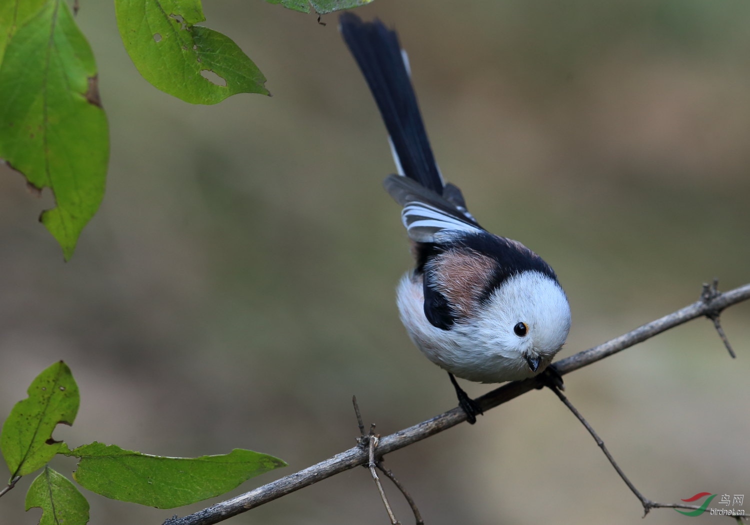 可爱的银喉长尾山雀 - 观鸟拍鸟之旅 鸟网