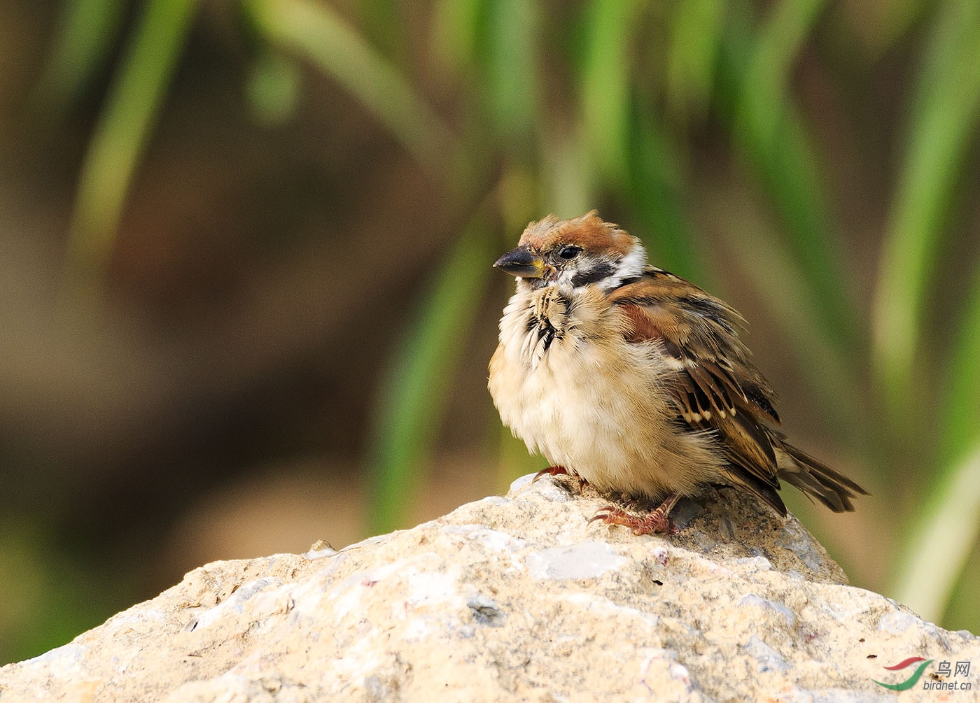 困--------睡不醒的麻雀幼鸟