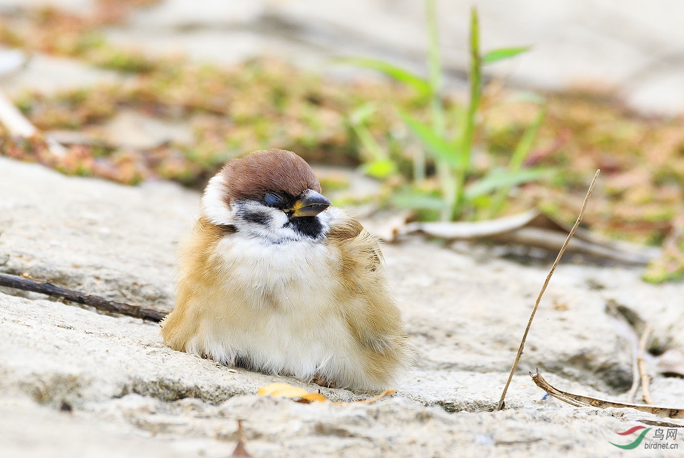 困-睡不醒的麻雀幼鸟