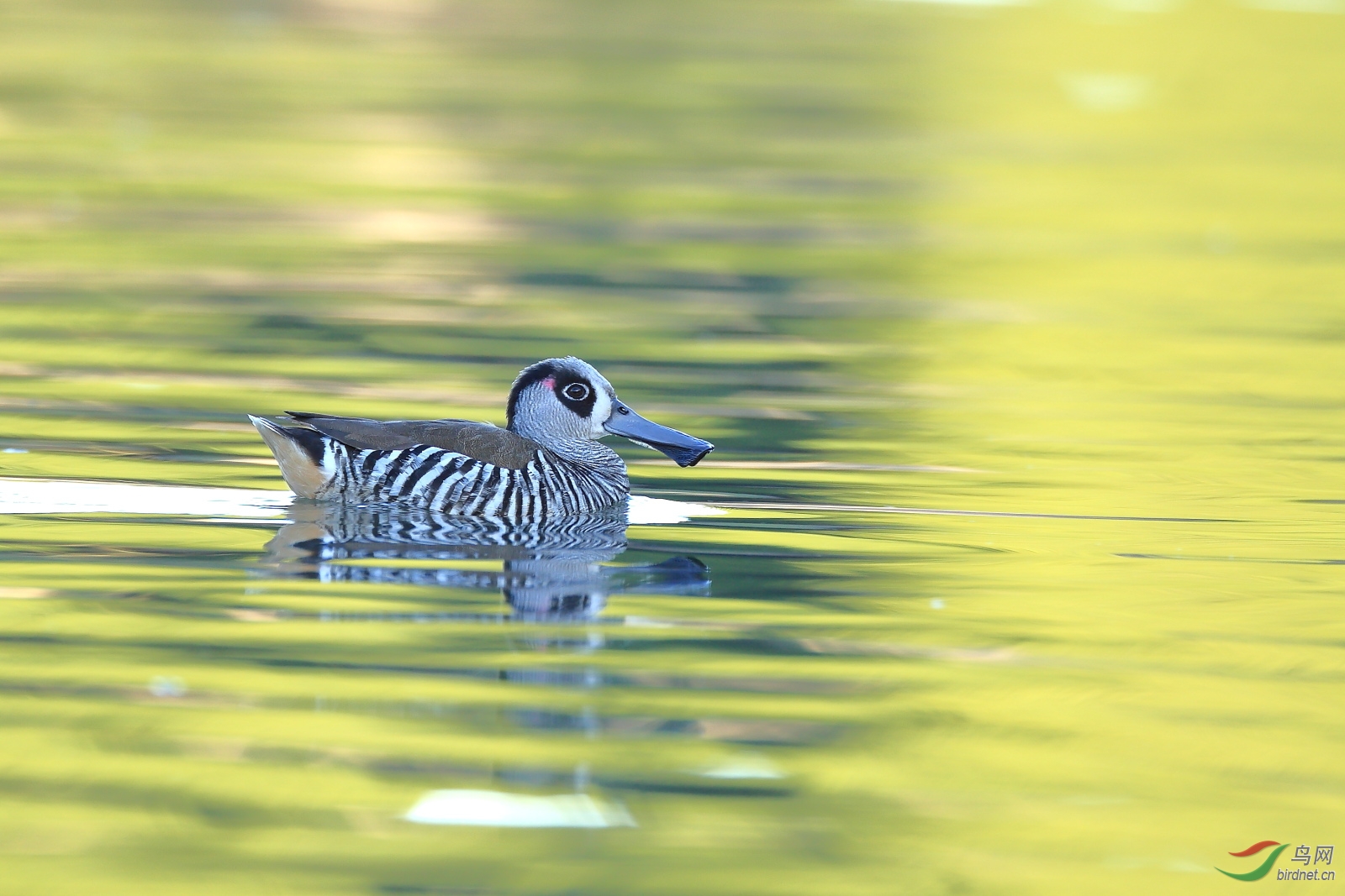 红耳鸭----恭贺香港版三位版主