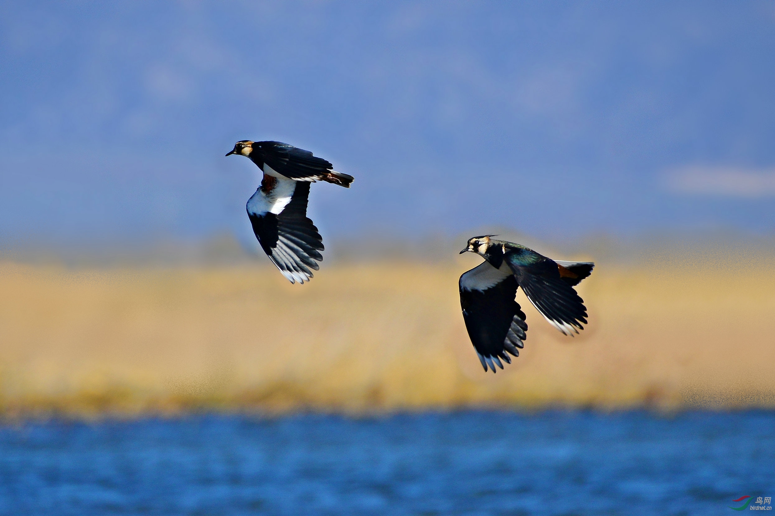 凤头麦鸡飞过来--野鸭湖