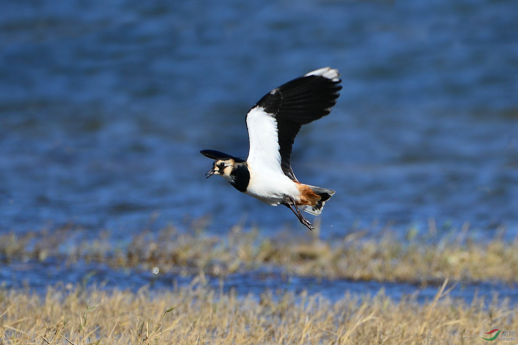 凤头麦鸡飞过来--野鸭湖