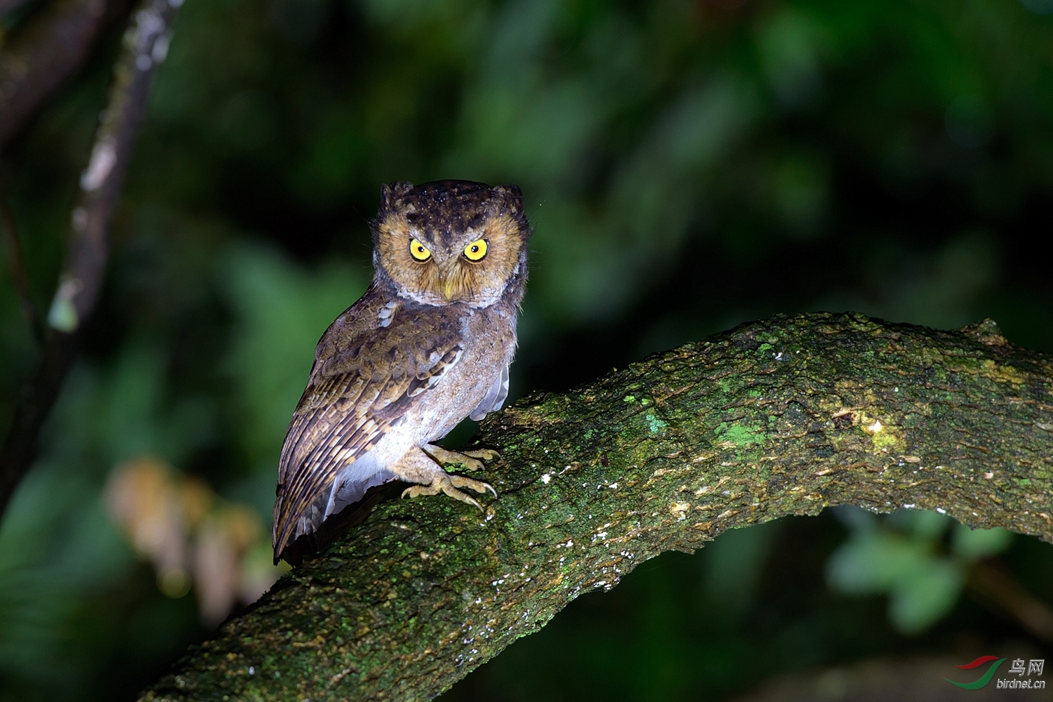 台湾拍鸟行之黄嘴角 
