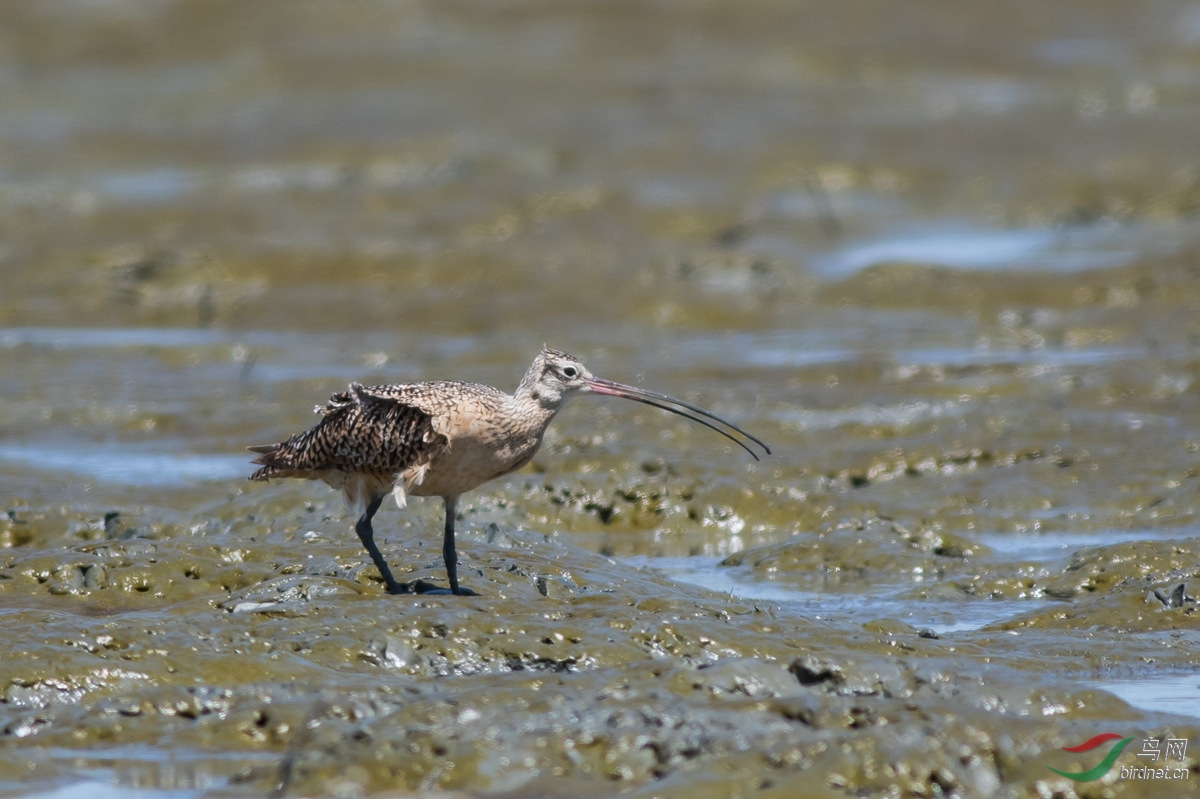 求名- 旧金山海滨的两种弯嘴鹬鸟