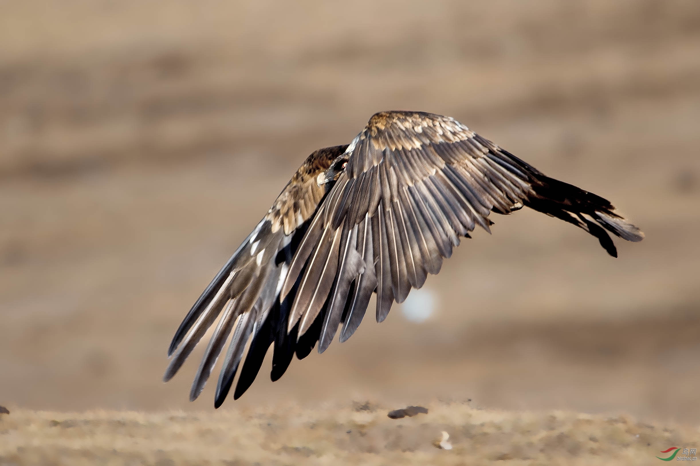 (胡兀鹫)秋天的胡兀鹫 ((贺图二荣获首页精华))