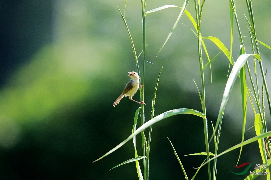 小鸟小草