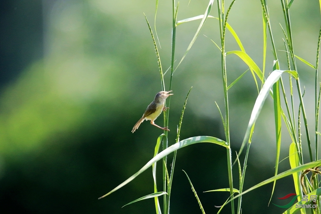 小鸟小草