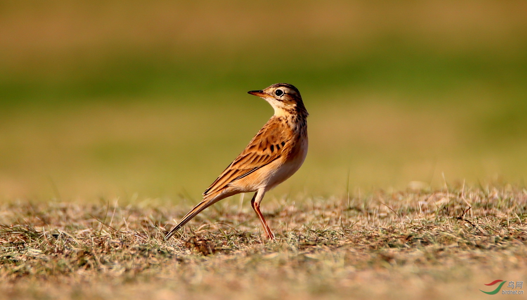 理氏鹨串门湖南