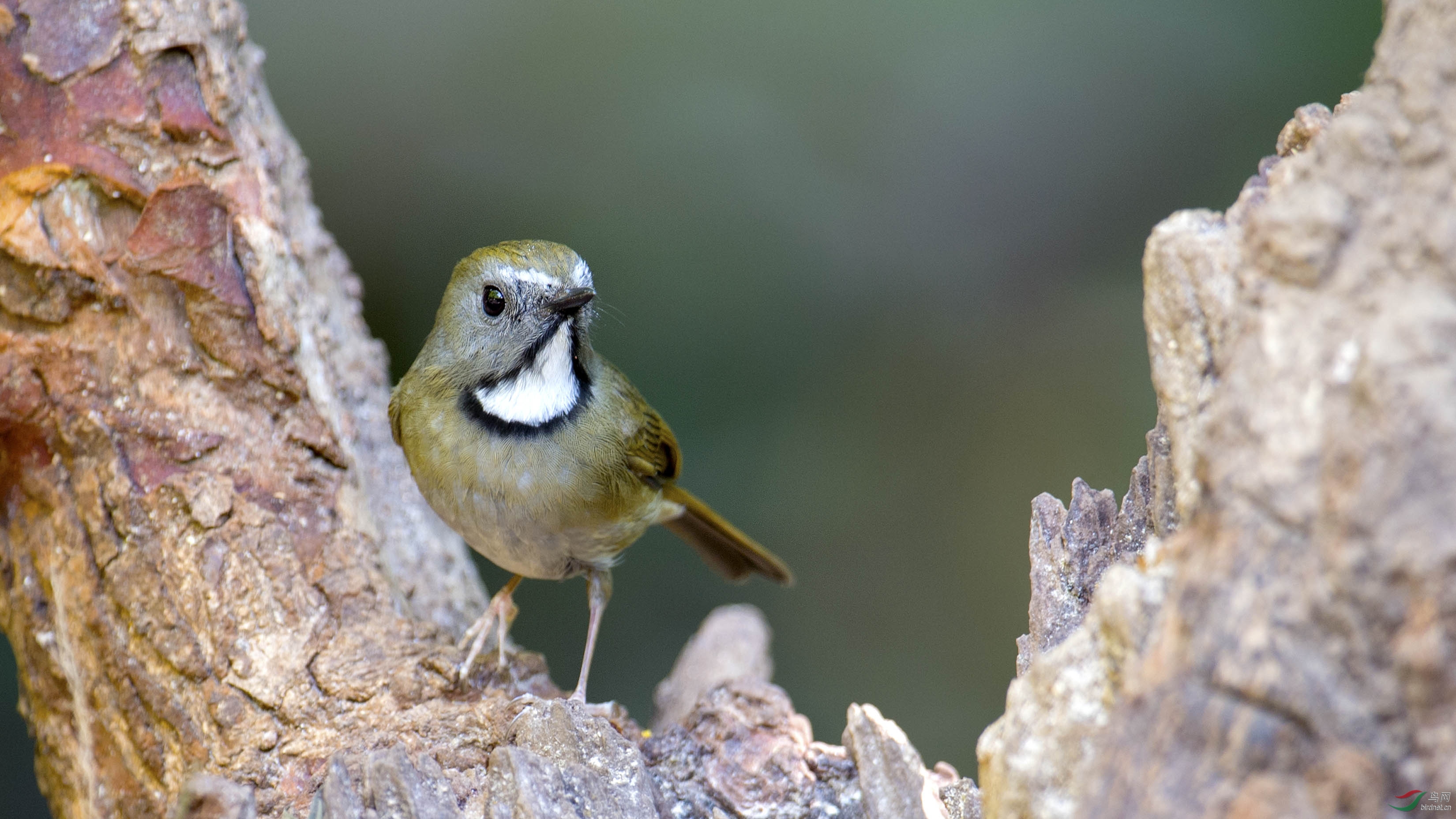 林鸟白喉姬鹟一组白喉姬鶲祝贺图二荣获首页精华