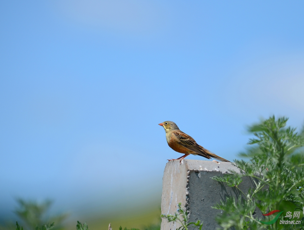 圃鹀与黄胸鹀同命相怜圃鹀