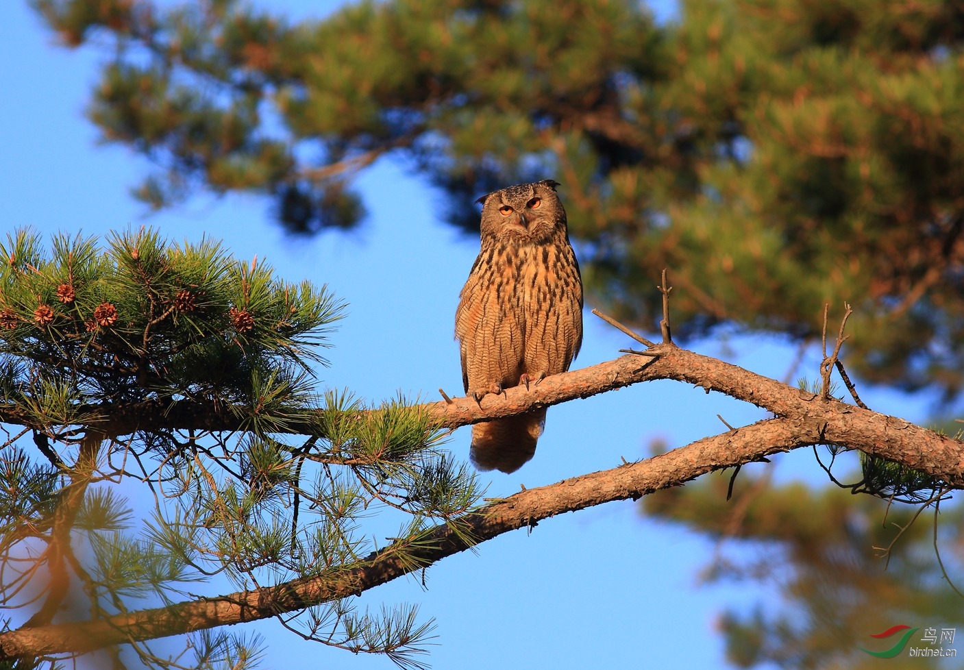 多,在老家的前后山勾勾叉叉里都能找到它的身影,当地人管他叫"恨虎"