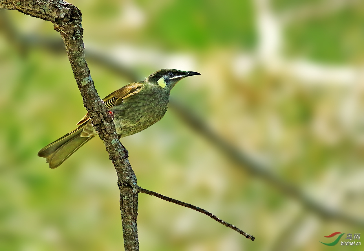 澳洲鸟影利氏吸蜜鸟