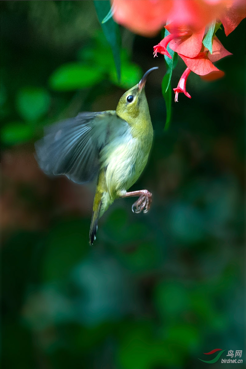 冬红花开鸟飞来