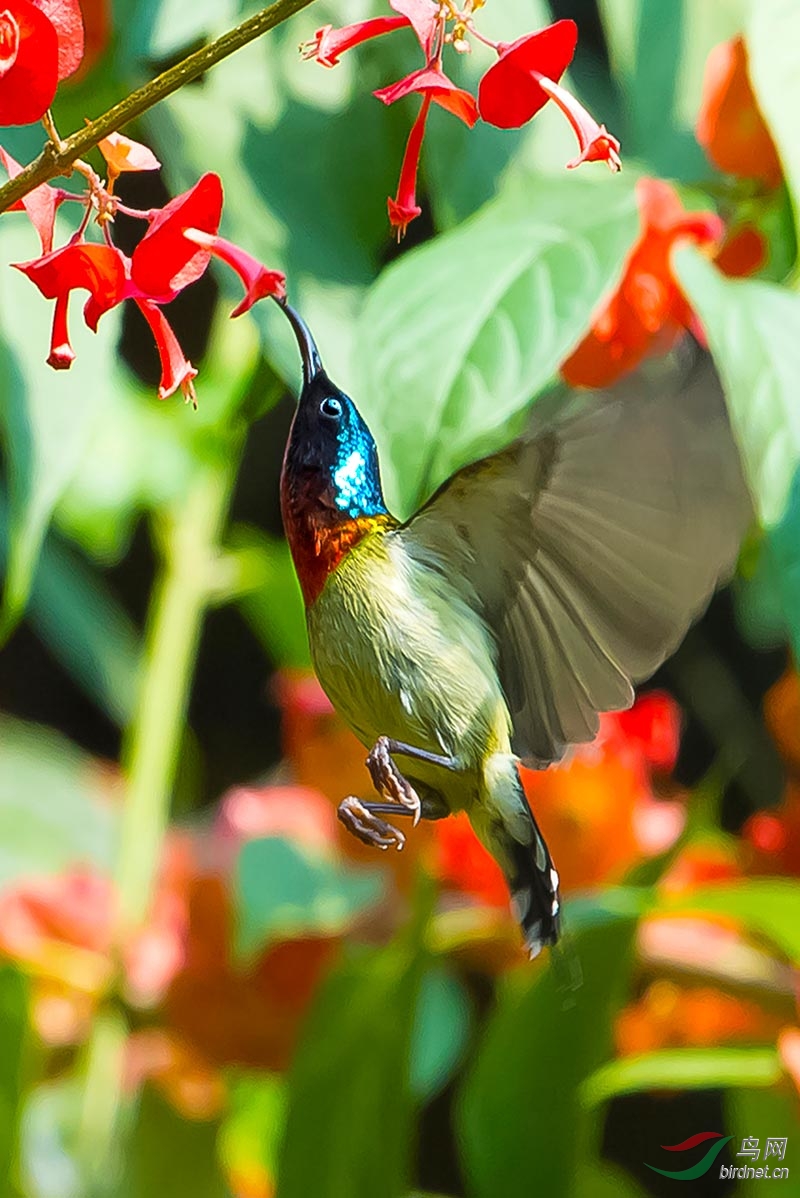 冬红花开鸟飞来