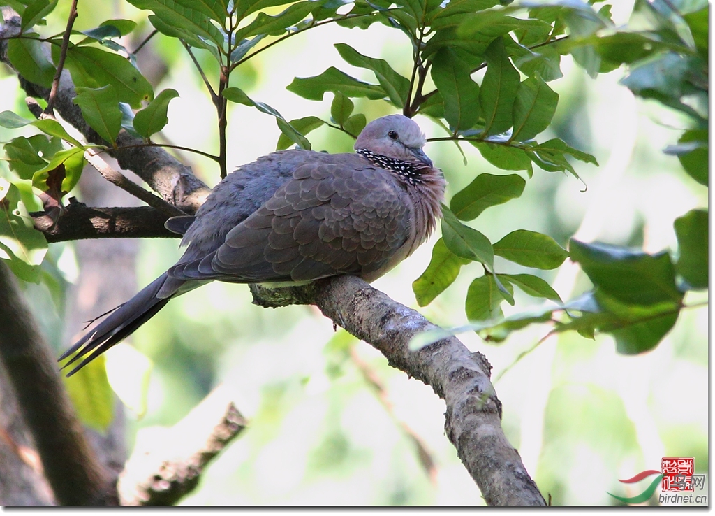 珠頸斑鳩