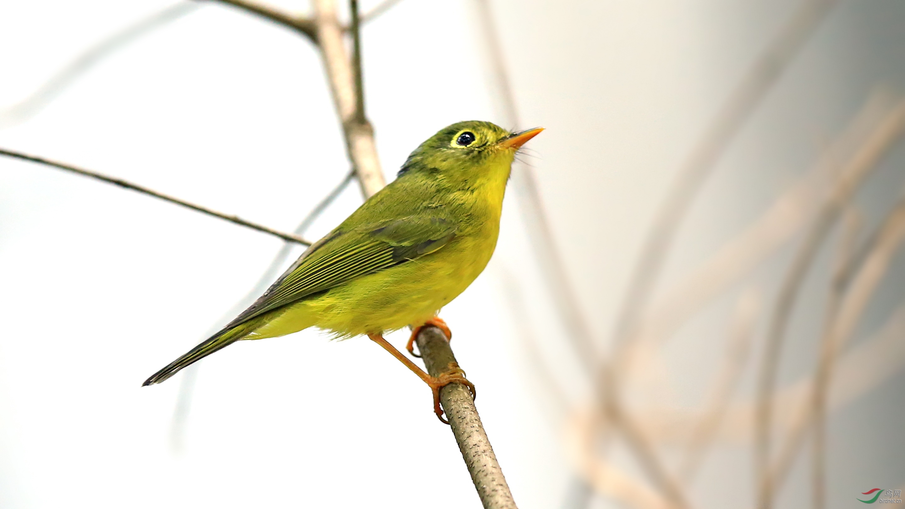 莺20151018四川大学