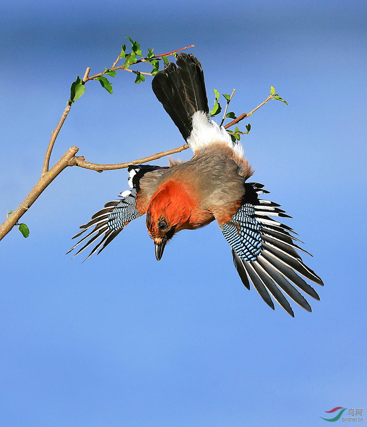 《俯视》---雅雀
