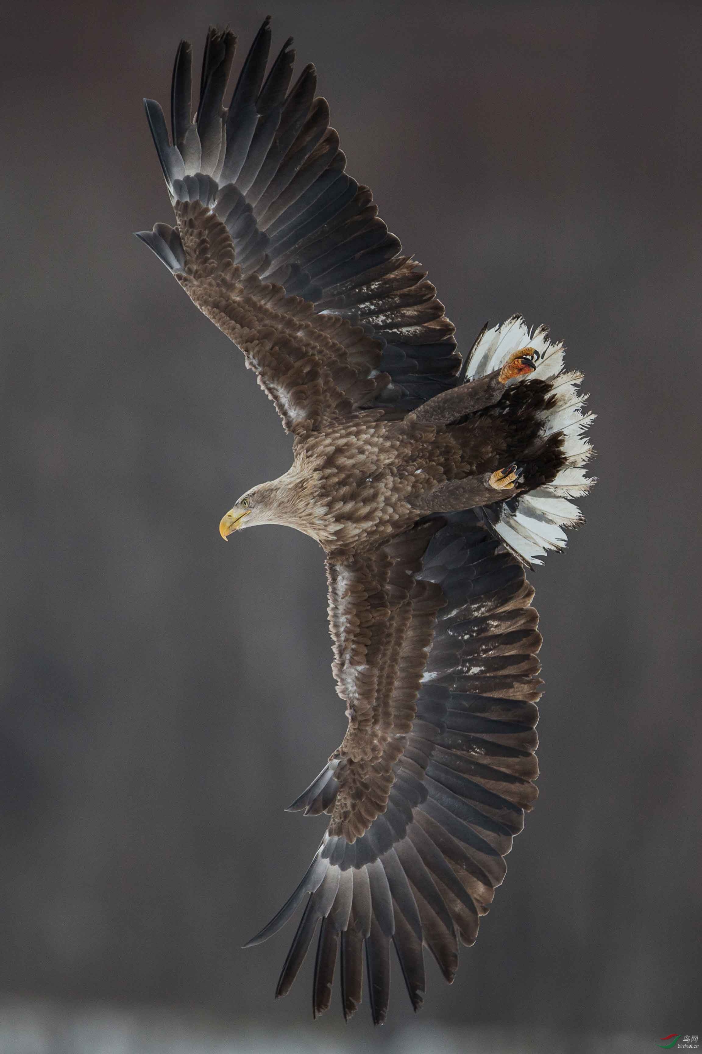 直倒 白尾海雕 - 香港版 hong kong 鸟网