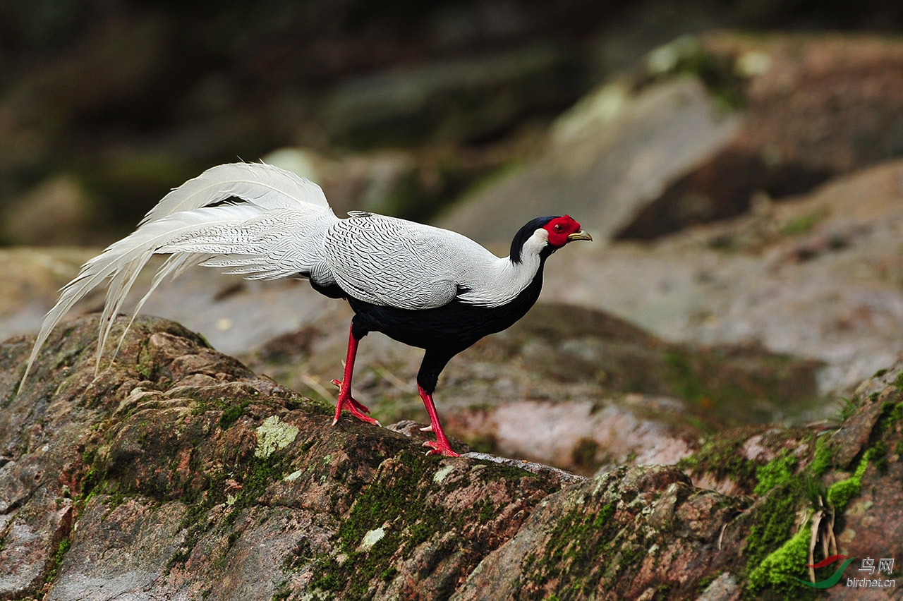 生长在山林中的白鹇