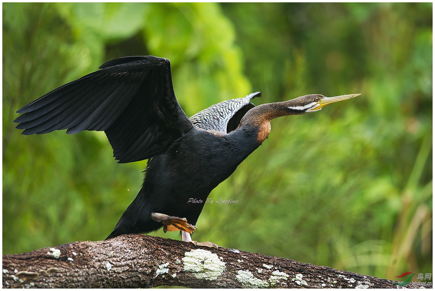 黑腹蛇鹈～～～ - 福建版 fujian 鸟网