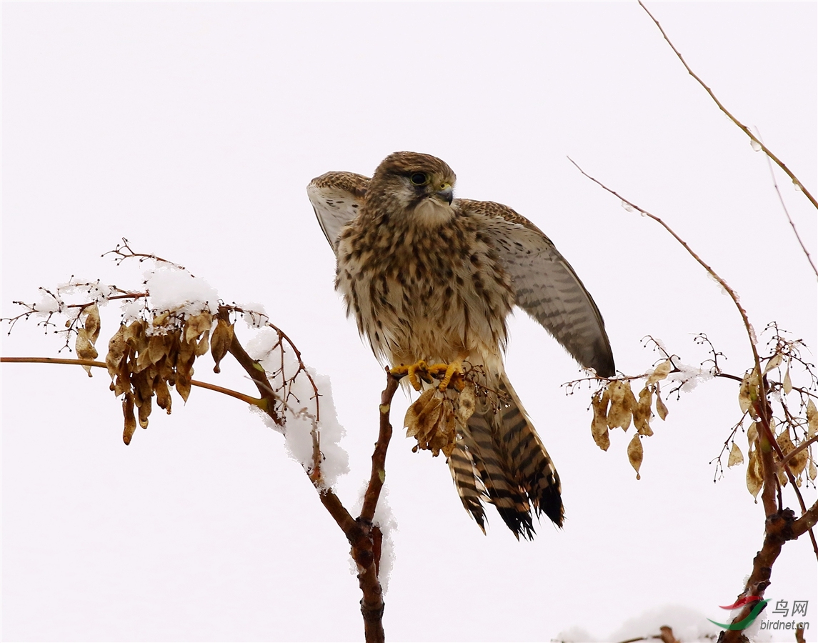 雪中黄脚隼