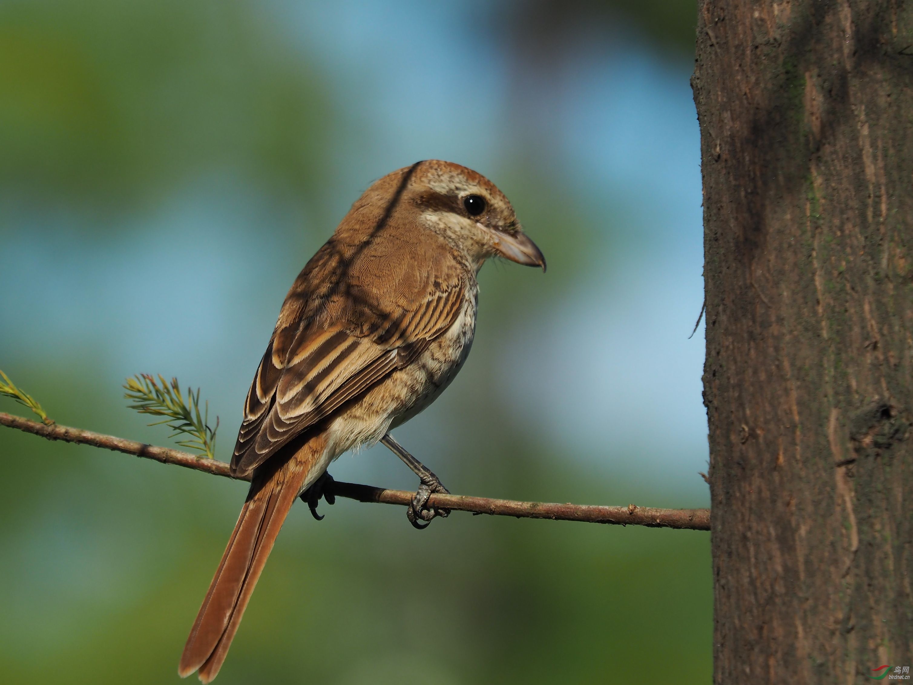 请问这是棕尾伯劳吗?拍于广州. - 鸟类识别 鸟网