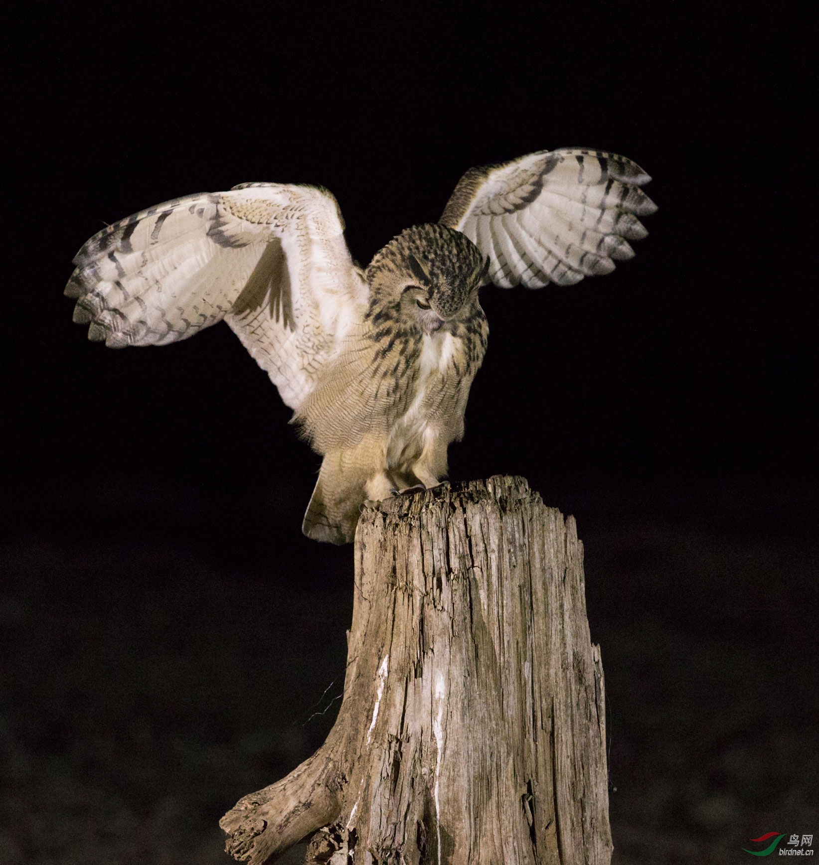 夜拍雕鸮
