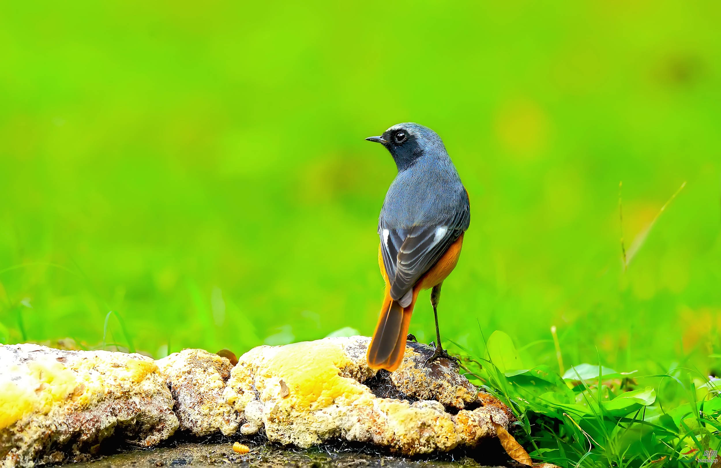 黑喉红尾鸲二片
