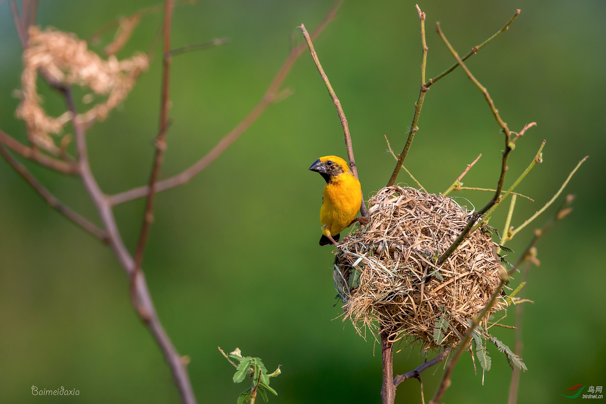 金色织布鸟准备二胎了