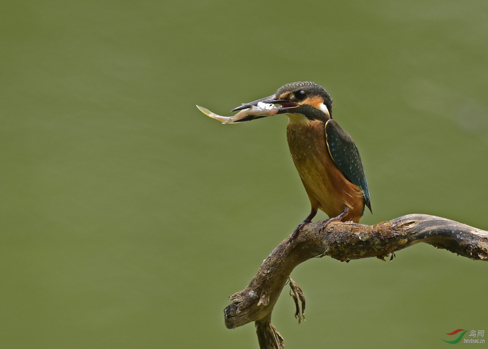 翠鸟叼鱼