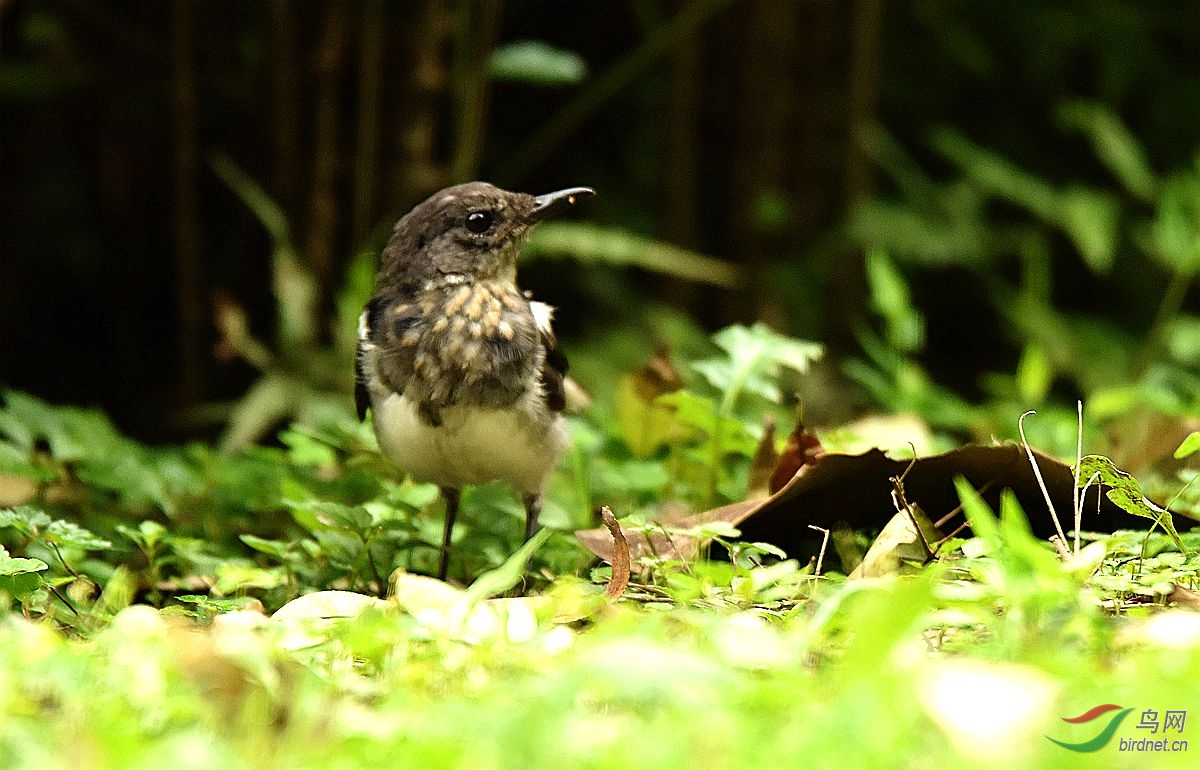 鵲鴝幼鳥